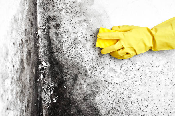 Best Attic Mold Remediation in Jones, OK