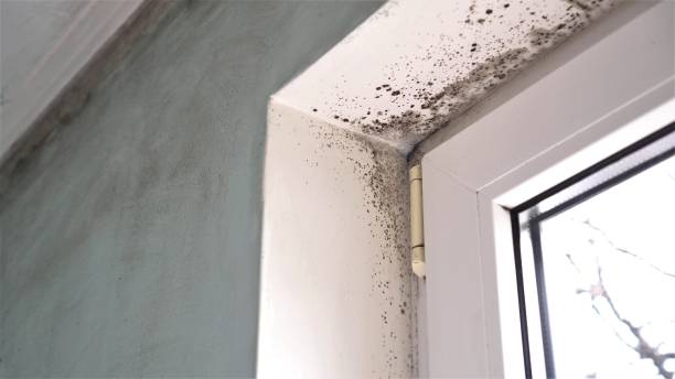 Best Residential Mold Remediation in Jones, OK