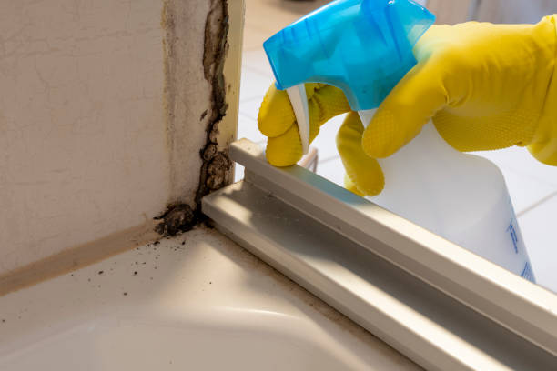 Best White Mold Remediation in Jones, OK
