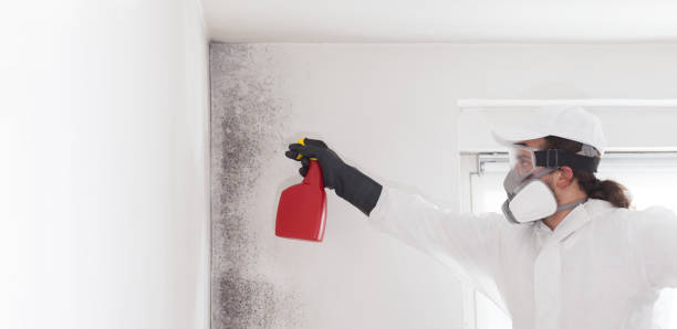 Best Emergency Mold Remediation in Jones, OK