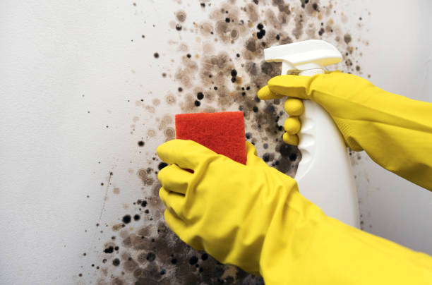 Best HVAC Mold Remediation in Jones, OK