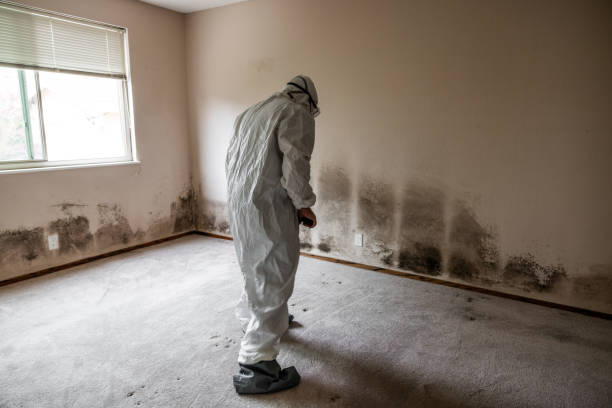 Best Post-Flood Mold Remediation in Jones, OK